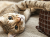 Cat Insurance is a Great Idea: Here’s Why