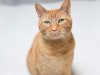 Cat Seizures and Epilepsy 101 