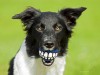 Dr. Ernie's Top 10 Dog Dental Questions