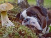 Dog laying next to a mushroom