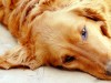 What is a Dog Ear Hematoma?