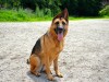 EPI: Exocrine Pancreatic Insufficiency in Dogs and Cats