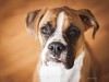 Eye Ulcers: A Common Condition in Boxers and Other Adult Dogs