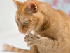 Feline Bartonella: Beyond Cat Scratch Disease