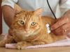 Five Questions to Ask at Your Cat's Next Veterinarian Exam