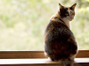Heartworm Disease: Cats Get it Too