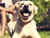 Heat Stroke in Dogs: Test Your Knowledge with This Quiz!