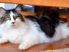 Keep your cat happy with multiple litter boxes 
