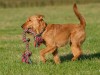 The Irish Terrier