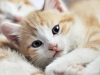 Kitten Care for Growing Kittens