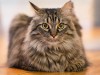 The Maine Coon Cat