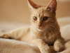 Mammary Tumors in Cats