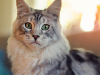 Mast Cell Tumors in Cats