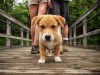 Dog walking down a bridge