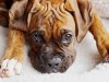 Adorable brindle Boxer