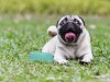 Ocular Proptosis: Why is My Dog’s Eye Bulging! 