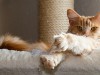 What Are Preventive Care Plans and How Can They Help Your Cat?