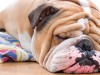 Skin Fold Pyodermas: What are Those Bulldog Wrinkles Hiding?