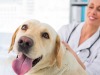 The Surprising Things Veterinarians Love about Poop Samples