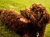 The Irish Water Spaniel