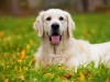 Hypothyroidism and Hyperthyroidism in Dogs