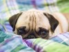 Understanding Vomiting in Dogs