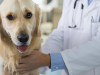 What is a Biopsy and When Might Your Dog Need it?