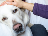 What to Expect from Your Senior Dog’s Checkup