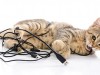 Why Does My Cat Chew Electrical Cords?