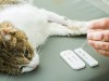 Why Does My Cat Need Blood Work Before Anesthesia?