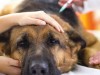 Why Does My Dog Need Blood Work Before Anesthesia?