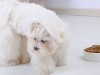 Dog refusing to eat