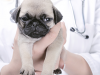 Your New Puppy Checkup