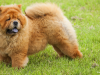 Chow Chow