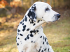 Dalmatian