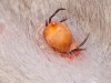 Protecting Your Cat from Fleas and Ticks