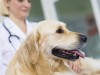 Reducing Your Dog's Fear of the Veterinarian