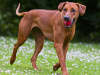 Rhodesian Ridgeback