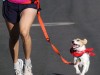 Jack Russell Terrier running with owner