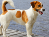 Russell Terrier