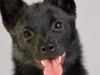 Schipperke