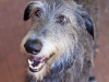 The Scottish Deerhound