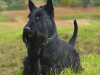 Scottish Terrier