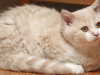 Selkirk Rex