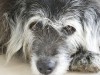 Senior Pets: Age Is Not A Disease