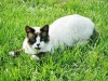 hot weather tips for cats and dogs