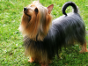 Silky Terrier