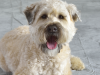 Soft Coated Wheaten Terrier
