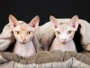 sphynx kittens