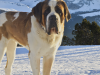 Saint Bernard 